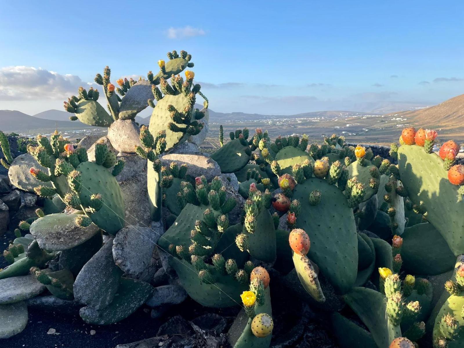 Masdache Ecofinca Aulaga מראה חיצוני תמונה